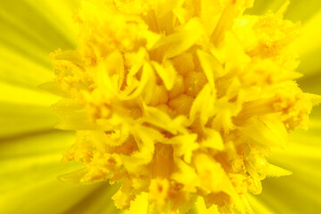 Macro shot close-up of parts the yellow flower