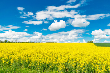Naklejka premium Ein gelb blühendes Rapsfeld und ein blauer Himmel mit Wolken
