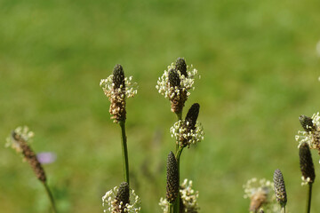 Close up flowers of ribwort plantain (Plantago lanceolata), family Plantaginaceae. A faded green background. Spring, Netherlands, May © Thijs de Graaf