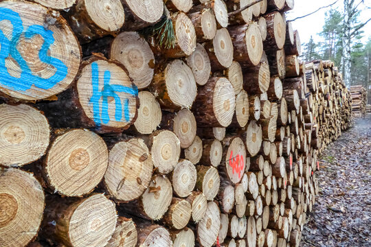 Lange Reihen von Holzstapel mit Blick schräg auf den Wanderweg. Wood timber in rows.