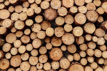 Holzstapel in Querschnittsansicht. Große Nachfrage nach Bauholz im Jahr 2021 in Deutschland.