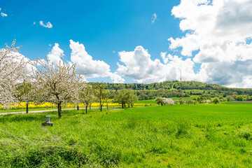 Fototapeta na wymiar Am Fuße des Hesselbergs befindet sich eine Streuobstwiese bei Ehingen. Im Frühling blühen die Bäume. Der Hesselberg ist eine Erhöhung in Mittelfranken (Bayern Deutschland).
