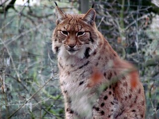lynx