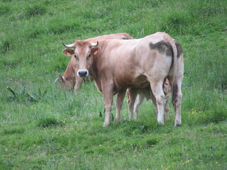 Naklejka na ściany i meble animal cows farm milk meat grass curious myron meek