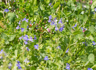 Myosotis or forget-me-not in sustainable meadow with clover
