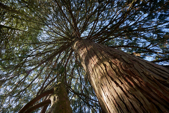 Tree Chamaecyparis nootkatensis (Nutka-Scheinzypresse) Thick old plant trunk photographed obliquely from below.