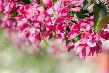 Blooming paradise apple tree. Background with pink flowers. Spring garden