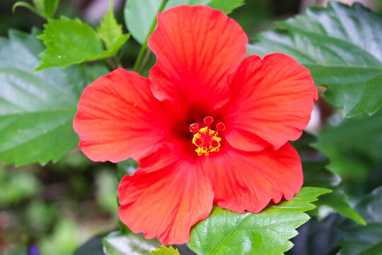 赤いハイビスカス Images Browse 35 Stock Photos Vectors And Video Adobe Stock