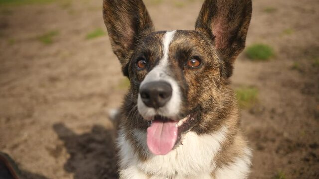 Funny corgi dog with twitching ears. Close up.