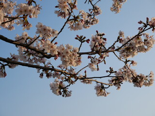 桜と青空