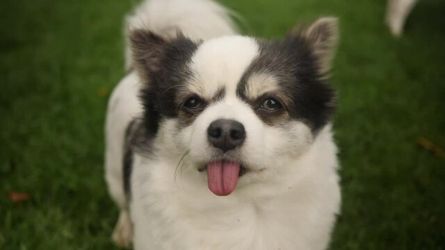 Silly looking dog with drooping eyes and tongue sticking out. 