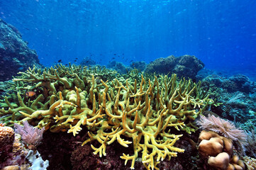 A picture of the coral reef