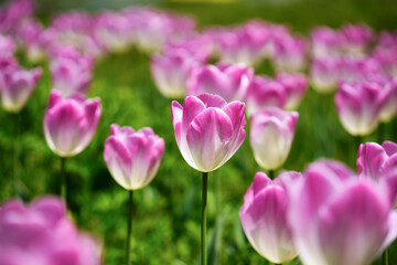 白とピンク色のチューリップ