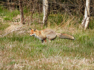 red fox vulpes in the field