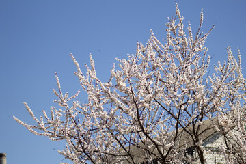 tree in bloom