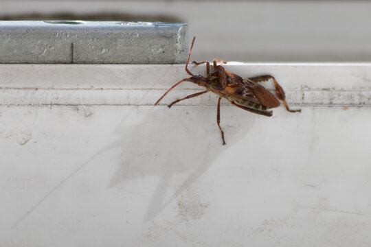 Wtyk amerykański (Leptoglossus occidentalis), gatunek inwazyjny w Polsce
