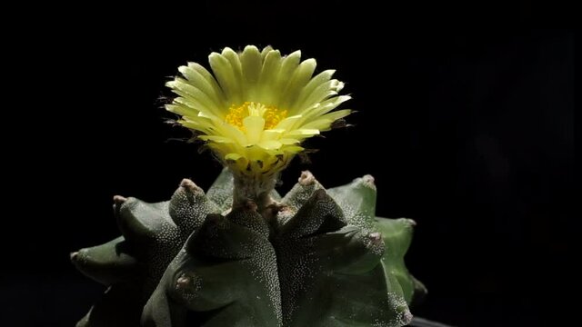 Astrophytum asterias myrio kikko is a species of cactus. Blooming yellow cactus flower of Astrophytum asterias. Free space for text. Cactus and garden, Advertisment ideas concept.
