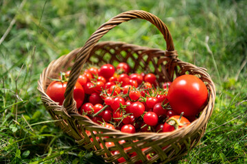 Organically grown freshly picked red tomatoes in the wooden basket. Garden scene with green grass in the background.