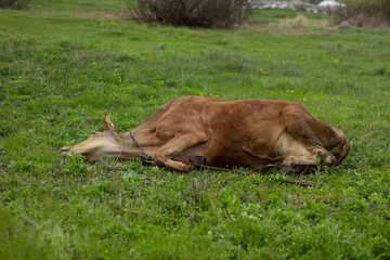 cow on grass