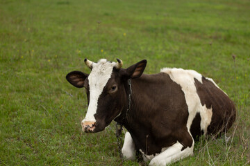 black and white cow in the field