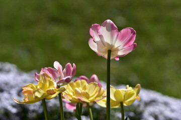Fototapeta premium Schöne Flora