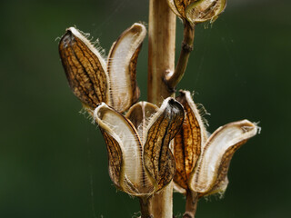 オオウバユリの果実殻