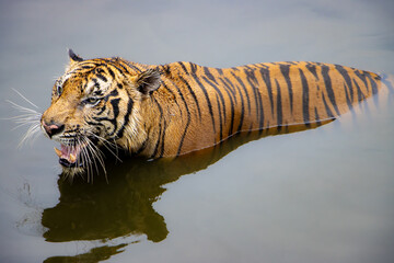 The roaring tiger stands in the water. A tiger stands in the water with his a reflection on a calm...
