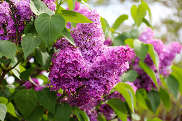 Beautiful lilac flowers. Spring blossom. Blooming lilac bush with tender tiny flower. Purple lilac flower on the bush. Summer time. Background