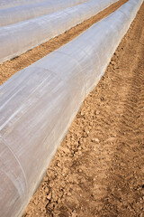 Growth film (Wachstumsfolie) in a row. Traces of a tractor in the brown soil. Side view.