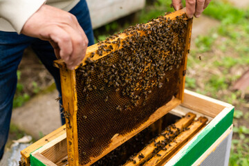 beekeeper's hand holds empty eaten honeycombs