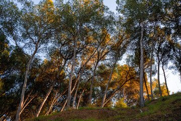 Beautiful landscape of very tall trees up on the hill, with sunset light. Summer and autumn,...