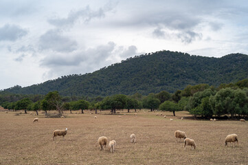 Schafsherde bei Canyamel auf Mallorca