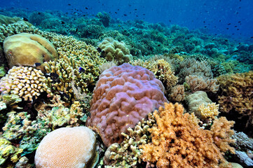 A picture of the coral reef