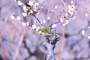 梅とメジロ