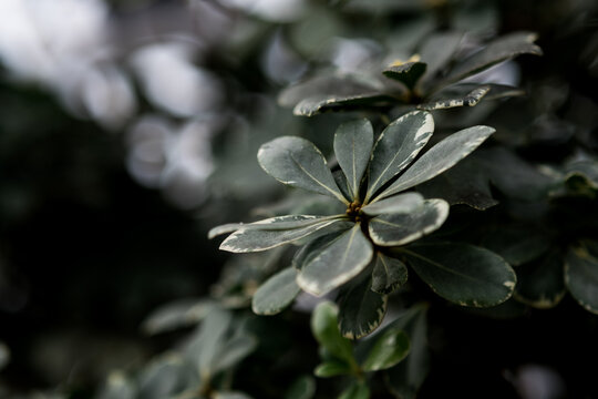 dark green scheffler branch in the botanical garden. natural background, ecology concept