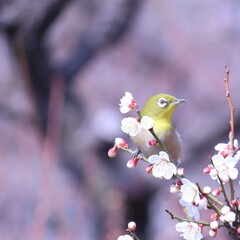 梅とメジロ