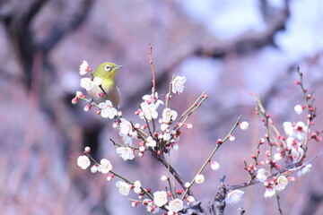梅とメジロ