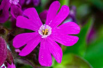 Macro shot of pink spring flower.