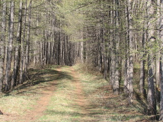 path in the forest