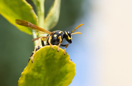 A hunting wasp - Philanthus, Bee-hunters, sitting on flower and watch her victim - honey bee. Bee-killer wasps - Philanthus, close up.