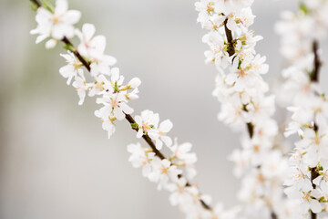 branch of a white lush cherry blossom on a white background. Place for text, copyspace