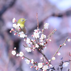 梅とメジロ