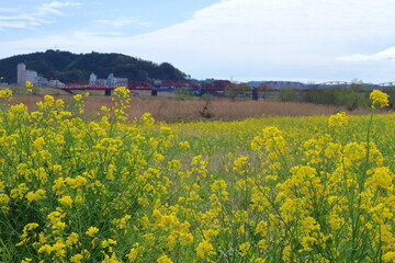 菜の花と赤鉄橋　雨上がり　（高知県　四万十市）
