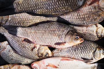 The raw crucians fish, live raw fish, crucian carp close-up. Top view, above, texture