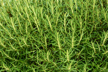 Rosemary Herb Garden in the garden. Fresh rosemary shrubs background.