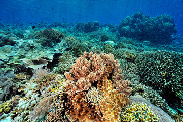 Naklejka na ściany i meble A picture of the coral reef