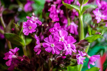 Spring flowers in the garden. Close up.