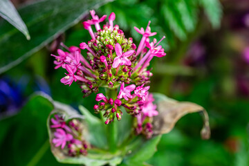 Spring flowers in the garden. Close up.