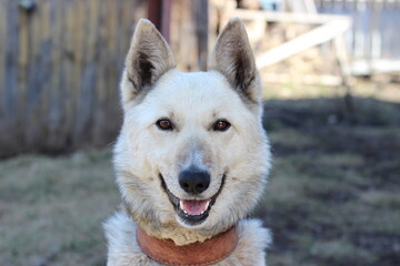 close up of a dog