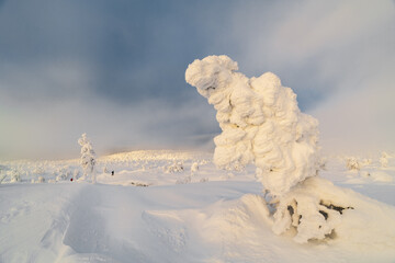 Winter forest, beautiful Finnish Lapland region.